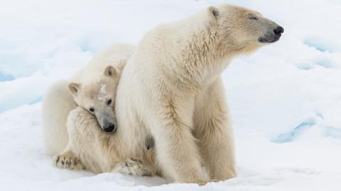Click to play a quiz about Frozen Planet II, episode 1, Frozen Worlds.