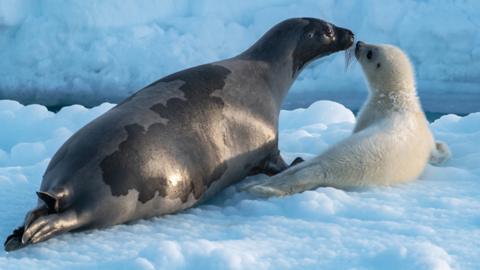 Click to play a quiz to test your knowledge on Frozen Plant II, Frozen Oceans.