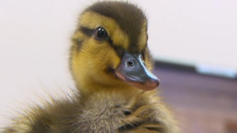 A photo of a very young duckling chick.
