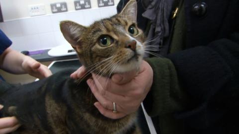 A tabby cat being held by at vet sat on a table.