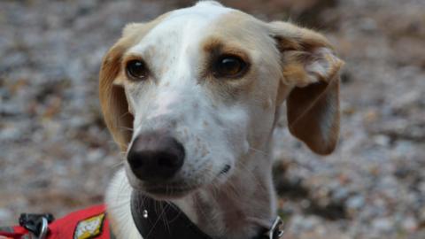 A close up of a dogs face which is light beige and white.