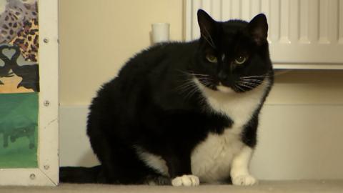 A very large black and white cat sat on the floor.