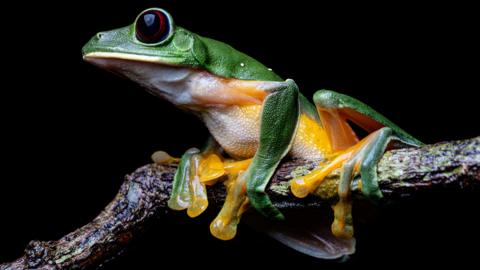 A green gliding tree frog on a branch with yellow belly. Close up.