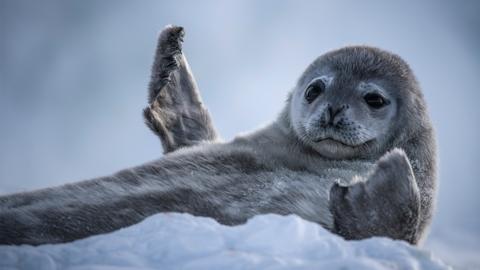 A wedell seal waving on it's back in Antarctica.
