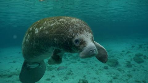 A manatee floating underwater.
