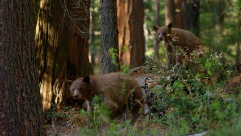 Two brown grizzly bears are in the forest surrounded by plants and trees, and are looking towards the viewer.