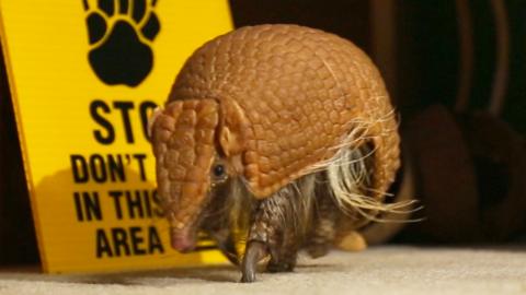 Armadillo