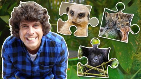 Andy with three jigsaw pieces. One showing a meerkat, another showing a gorilla and one showing two leopards.