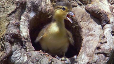 A duckling in a tree.