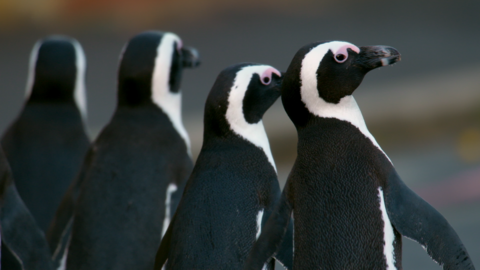 Four African Penguins seen from behind, with two of them turning their head to be seen in profile.