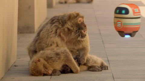 A Barbary macaque looks at Scout and opens its mouth as if it's shouting.
