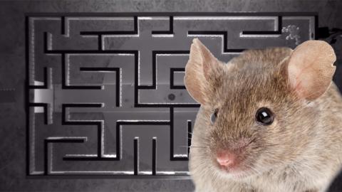 Mouse Maze