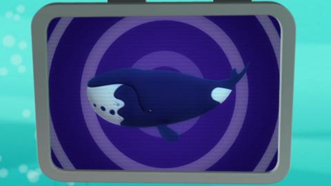 bowhead whale