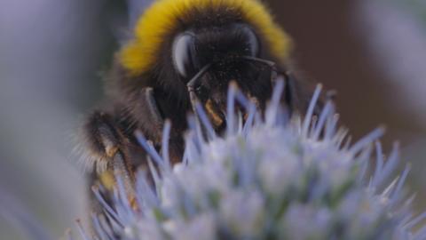Bumblebee on a flower.