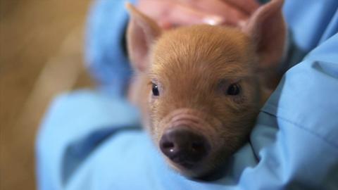 A piglet.