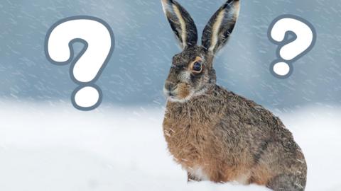 A rabbit sitting in the show with question marks.