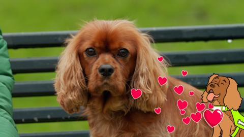 Toffee, a small brown dog with soft fur, sits on a park bench.