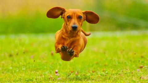 Leaping Animals Gallery