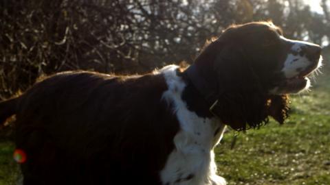 Springer Spaniel