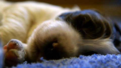 puppy