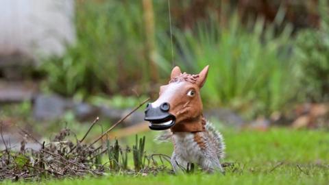 Squirrel using a horse head feeder.