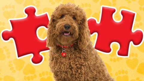 Waffle the cockapoo dog with red jigsaw puzzle pieces on yellow background.