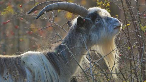 A Cheviot goat with large horns standing close to plants with red berries on them.