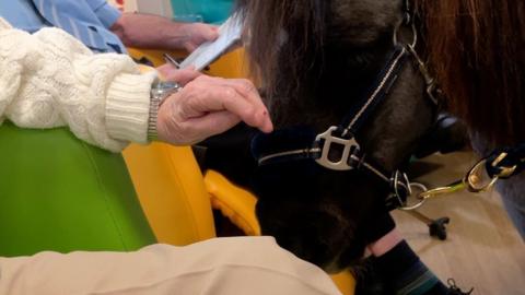 Therapy pony