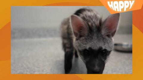 A baby wolf and the happy logo
