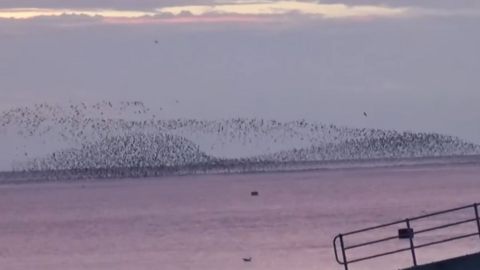 A murmuration of birds over the sea. The sky is purple.