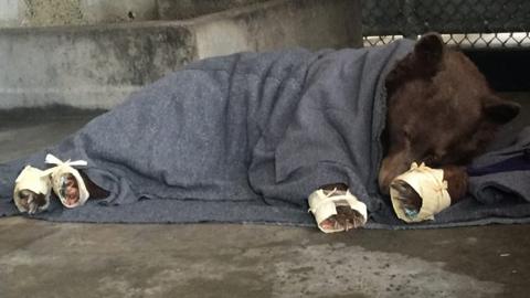 Bear recovers after fish bandages applied