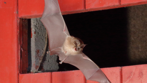 A lesser horseshoe bat in flight