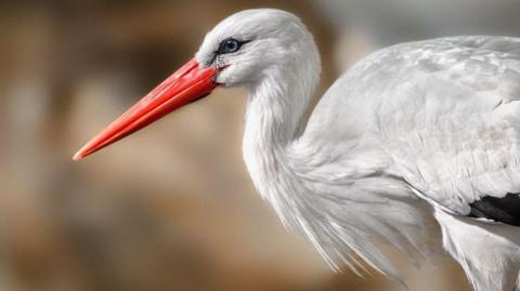 A close-up of a stork.