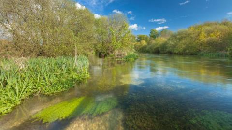 The River Itchen with a reflective shine on a sunny day. The trees flanking the river are brown with green leaves and some green moss can be seen in the foreground of the image.