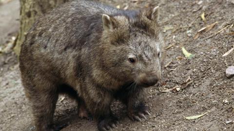 A furry brown wombat stands on dirt