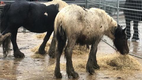 Horses with matted coats