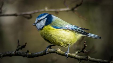 Blue tit standing on a thin branch. Its head is facing towards the left showing off the blue feathers on its wings.