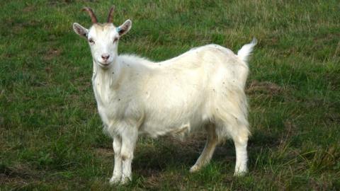 A white Kashmir goat in a green grassy field.