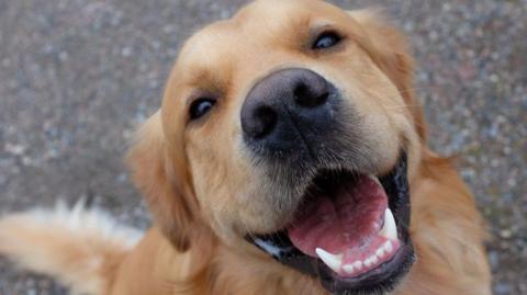 Smiling labrador.