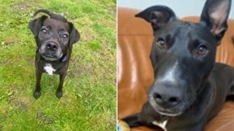 Composite image of Cole and Archie. Cole has black and white markings and is looking up at the camera, while Archie is mostly black and is laying on a brown leather sofa with his left ear stuck up


 