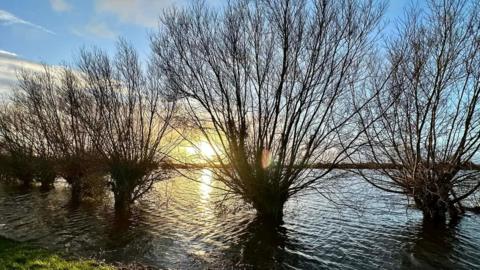Trees with dark branches are seen silhoutted against the setting sun on the Somerset levels. The trees are surrounded by flood water