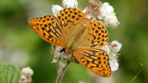 Close up of silver-washed fritillary butterfly on a plant. The butterfly  is a pale orange colour with dark markings.