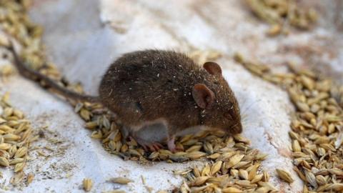 A mouse on a plastic sheet used as a trap on Terry Fishpool's farm in the New South Wales' agricultural town of Tottenham on 2 June 2021