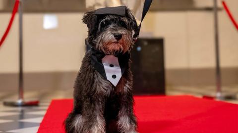 dog in graduate cap