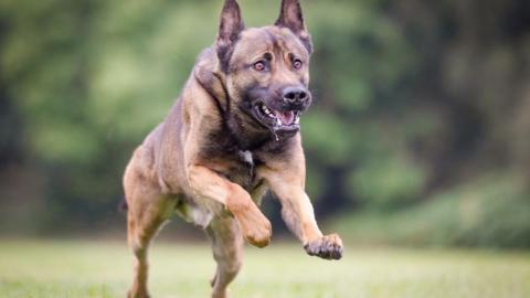 Rambo the police dog, a brown Belgian Malinois, seen bounding in a grass field