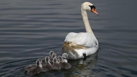 swan on the water