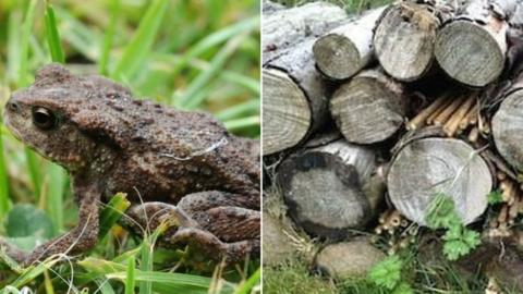 Frog/toad and logs