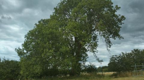 A large, mature tree standing in an open, grassy area under a cloudy sky. The tree has a full, leafy canopy with branches extending widely in several directions. Surrounding the main tree are smaller trees and bushes that form a natural backdrop. The ground appears uneven and covered with dry grass, suggesting a rural or semi‑wild landscape. On the right side of the image, part of a metal structure is visible.