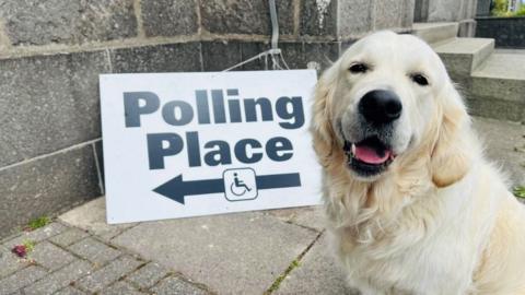 A golden retriever sits in front of a polling place sign with an arrow on it. The dog is looking at the camera with its mouth open. The sign is propped up on a pavement against a grey stone building.