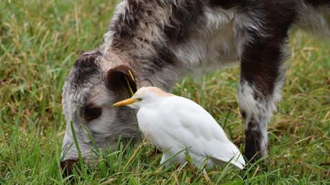 A white small bird with a yellow beak and pale orange feathers on its head stands beside a grass-grazing longhorn calf, with dark brown and white fur.
